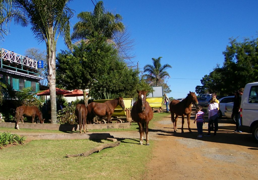Kaapsehoop horses